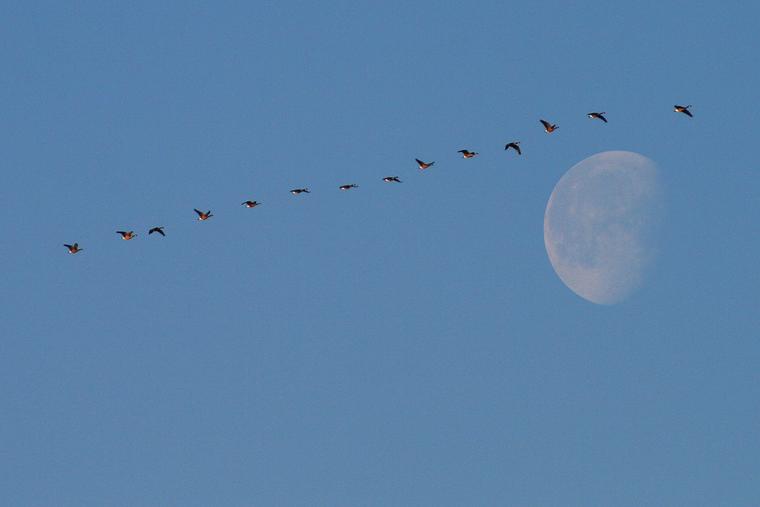 Canada geese and moon photo
