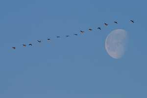 "Canada geese and moon" image