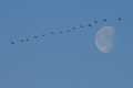 "Canada geese and moon"