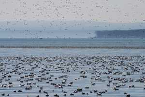 "Lakefull of Snow geese"