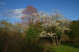 "Spring Trees" image