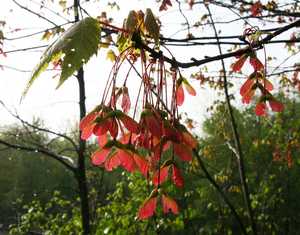 "Red Maple Pods" image