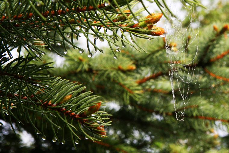 Spruce and Web photo