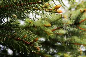 "Spruce and Web" image