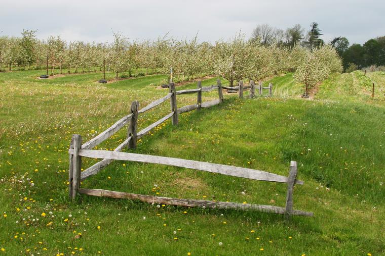 Apple Farm photo