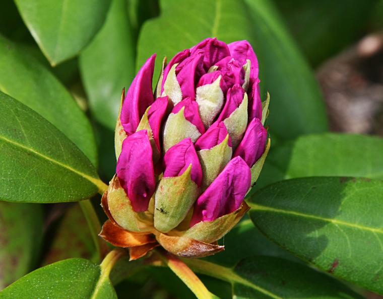 Rhododendron Bud photo