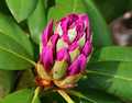 "Rhododendron Bud"
