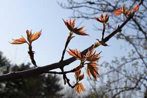 "Spring leaves II" image
