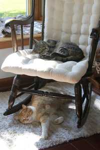 "Kitty Bunk Beds" image