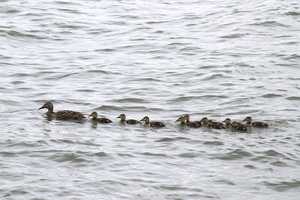 "Ducks-in-a-row practice!" image