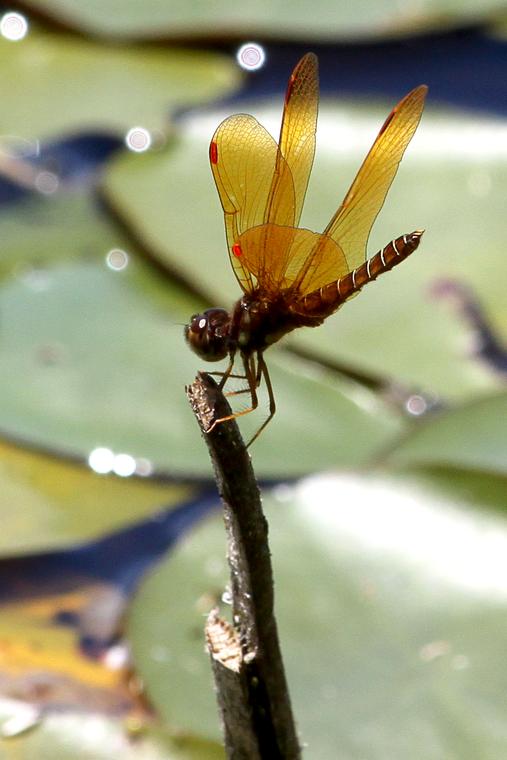 Golden dragonfly photo