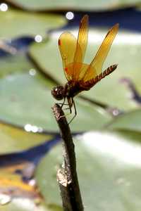 "Golden dragonfly" image