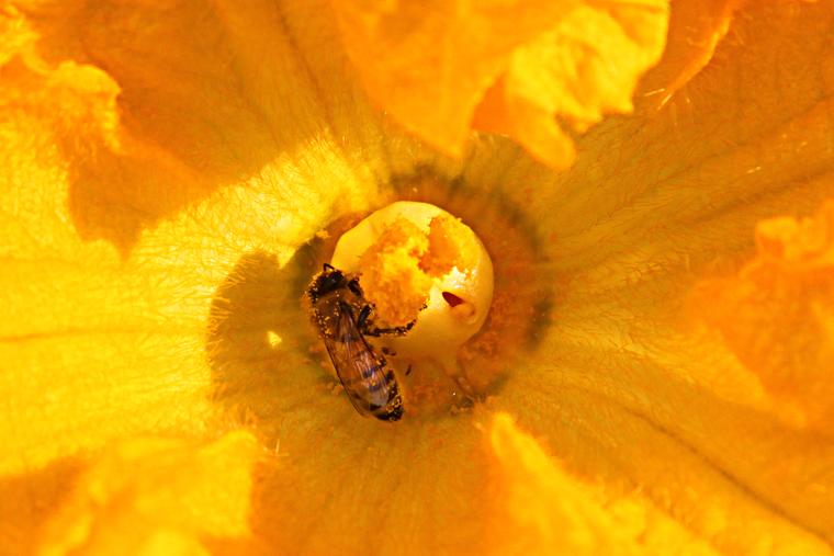 Squash Blossom Honey anyone? photo