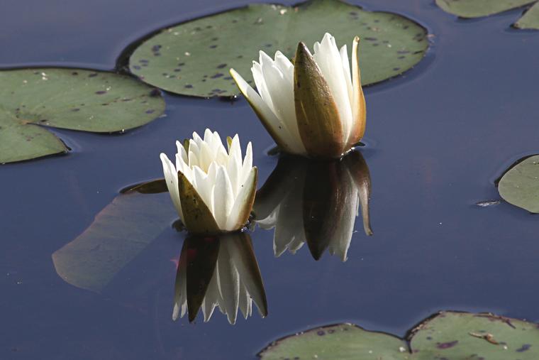 More Water Lilies photo