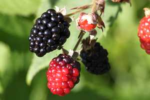 "Wild Blackberries on the vine" image