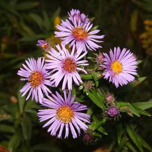 "Wildflower cluster" image