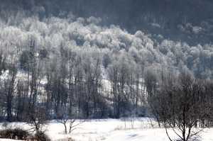 "Frosted Trees"