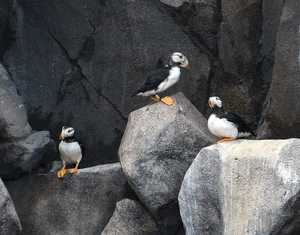 "Puffins" image