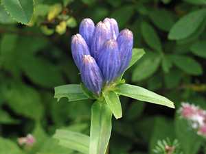 "Blue Gentian (maybe)"