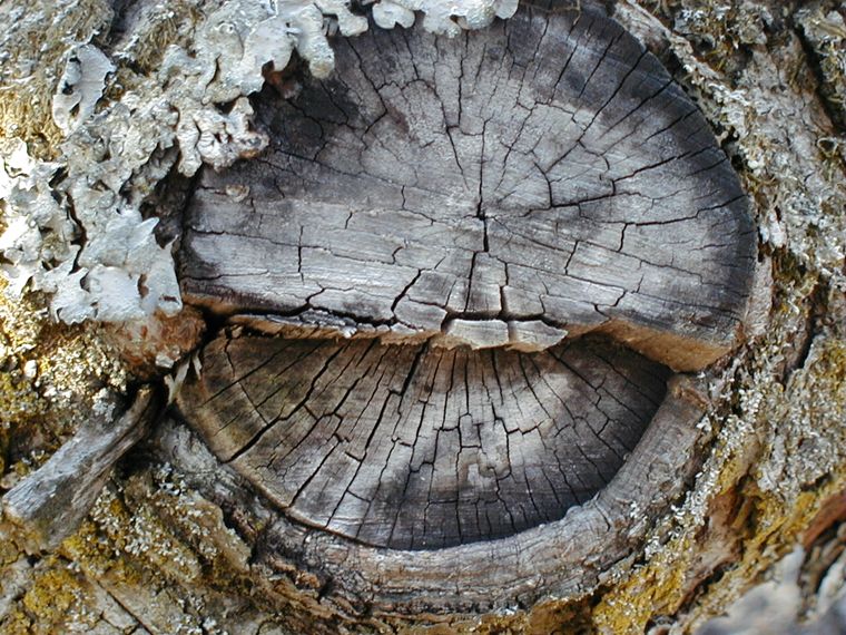 Tree Scar photo